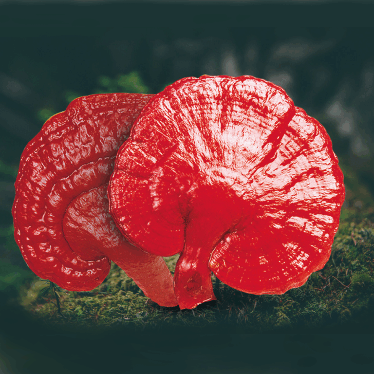 Ganoderma 2